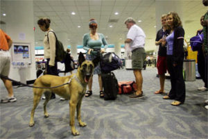 how do they sniffing dogs no woof here monterey bay forum monterey bay forum how do they sniffing dogs no woof here monterey bay forum monterey bay forum
