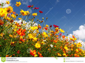 where did all the flowers go?